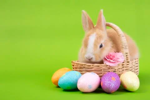 Happy easter eggs collection, Cute brown rabbit bunny with basket and eggs pa Stock Photos