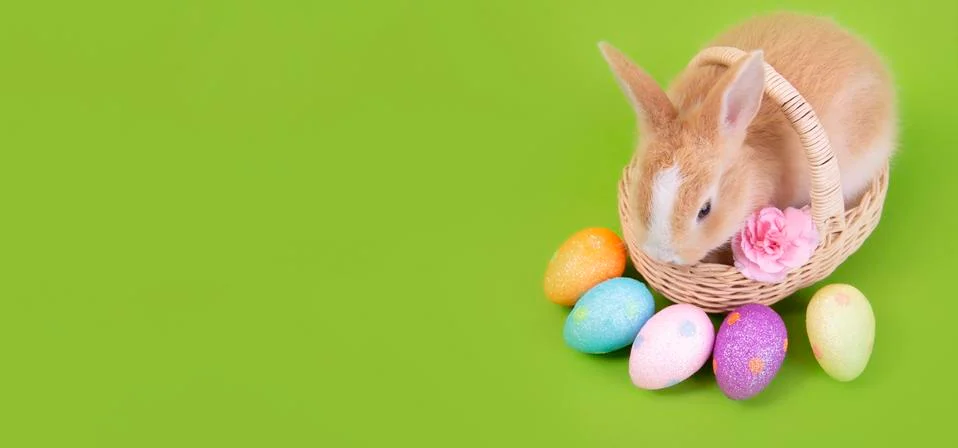 Happy easter eggs collection, Cute brown rabbit bunny with basket and eggs pa Stock Photos