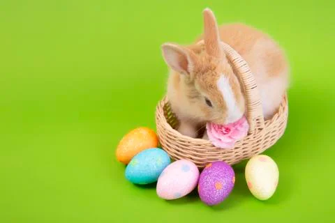 Happy easter eggs collection, Cute brown rabbit bunny with basket and eggs pa Stock Photos