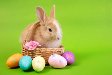 Happy easter eggs collection, Cute brown rabbit bunny with basket and eggs pa Stock Photos