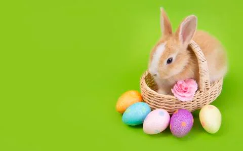 Happy easter eggs collection, Cute brown rabbit bunny with basket and eggs pa Stock Photos