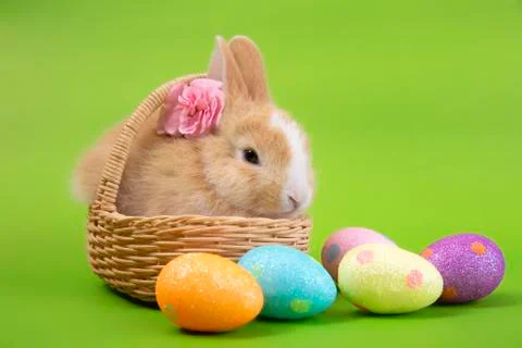 Happy easter eggs collection, Cute brown rabbit bunny with basket and eggs pa Stock Photos