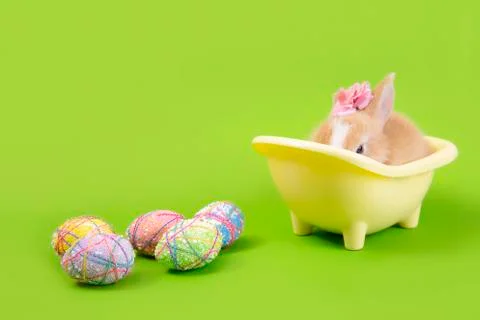 Happy easter eggs collection, Cute brown rabbit bunny with basket and eggs pa Stock-Fotos