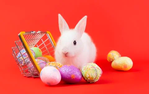 Happy easter eggs collection, Cute White rabbit bunny with basket eggs paint Stock Photos