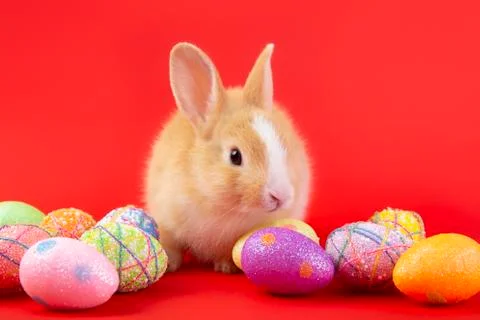 Happy easter eggs collection, Cute brown rabbit bunny with basket and eggs pa Stock Photos