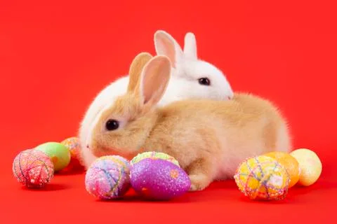Happy easter eggs collection, Cute White rabbit bunny and brown rabbit bunny Stock Photos