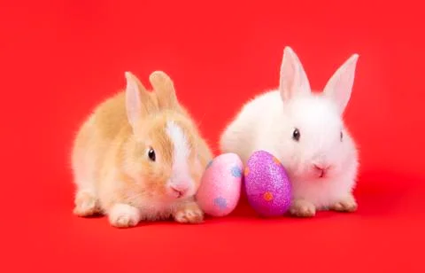 Happy easter eggs collection, Cute White rabbit bunny and brown rabbit bunny Stock Photos