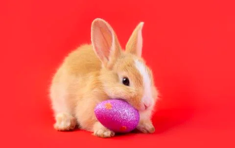Happy easter eggs collection, Cute brown rabbit bunny with basket and eggs pa Stock Photos