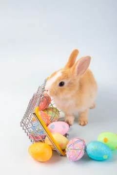 Happy easter eggs collection, Cute brown rabbit bunny with basket and eggs pa Stock Photos
