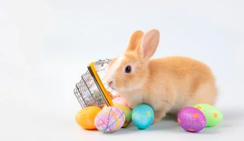 Happy easter eggs collection, Cute brown rabbit bunny with basket and eggs pa Stock Photos