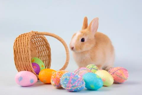 Happy easter eggs collection, Cute brown rabbit bunny with basket and eggs pa Stock Photos