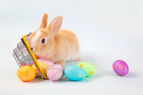 Happy easter eggs collection, Cute brown rabbit bunny with basket and eggs pa Stock Photos