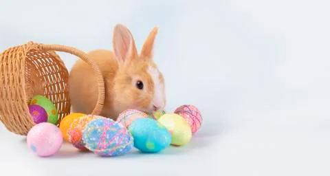 Happy easter eggs collection, Cute brown rabbit bunny with basket and eggs pa Stock Photos