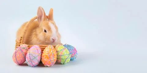 Happy easter eggs collection, Cute brown rabbit bunny with basket and eggs pa Stock Photos