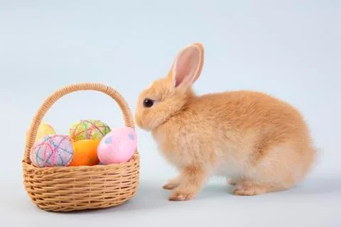 Happy easter eggs collection, Cute brown rabbit bunny with basket and eggs pa Stock Photos