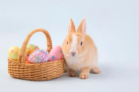 Happy easter eggs collection, Cute brown rabbit bunny with basket and eggs pa Stock Photos