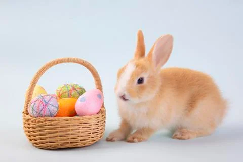 Happy easter eggs collection, Cute brown rabbit bunny with basket and eggs pa Stock Photos