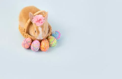 Happy easter eggs collection, Cute brown rabbit bunny with basket and eggs pa Stock-Fotos