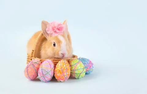 Happy easter eggs collection, Cute brown rabbit bunny with basket and eggs pa Stock Photos