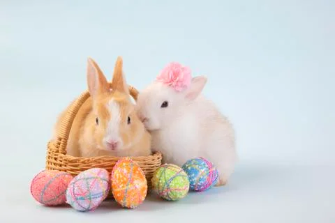 Happy easter eggs collection, Cute White rabbit bunny and brown rabbit bunny Stock Photos