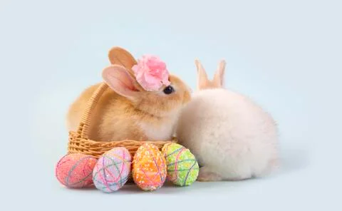 Happy easter eggs collection, Cute White rabbit bunny and brown rabbit bunny Stock Photos