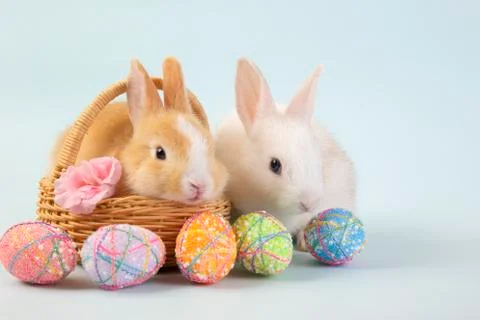 Happy easter eggs collection, Cute White rabbit bunny and brown rabbit bunny Stock Photos