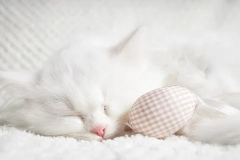 Happy Easter. Fluffy white kitten sleeps hugging an Easter egg. Stock Photos