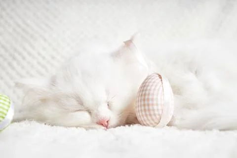Happy Easter. Fluffy white kitten sleeps hugging an Easter egg. Stock Photos