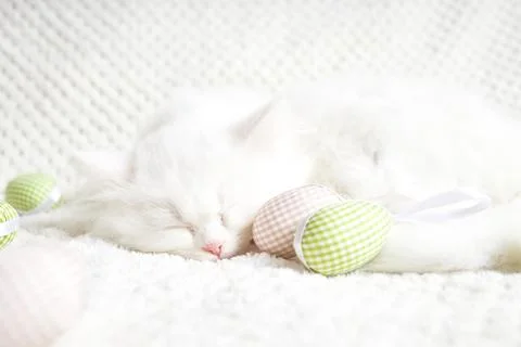 Happy Easter. Fluffy white kitten sleeps hugging an Easter egg. Stock Photos