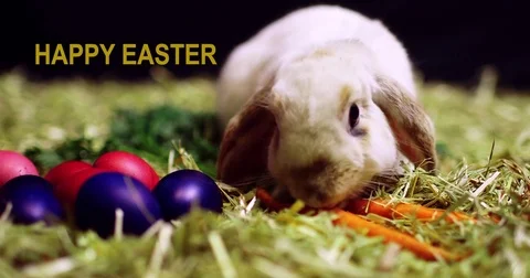 Happy Easter Stock Footage 83873033
