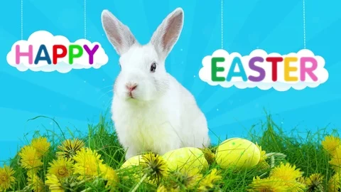 Happy Easter greeting card with text, white bunny sitting near eggs Stock Footage 73325557