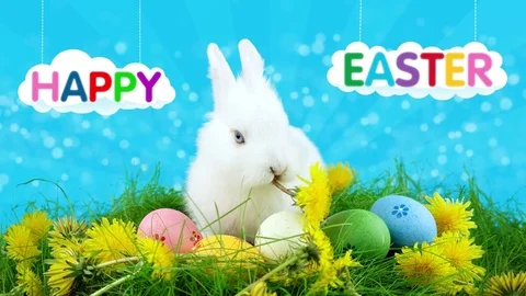 Happy Easter greeting card with text on clouds, funny bunny eating a dandelion Stock Footage 73325595