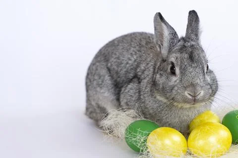 Happy Easter. Grey rabbit hare sits and eats next to Easter painted eggs Stock Photos