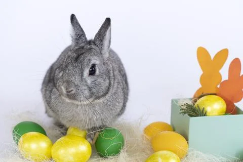Happy Easter. Grey rabbit hides in Easter eggs on white background. Hare Animal Stock Photos