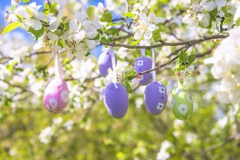 Happy easter holidays concept; Apple tree branches decorated by easter eggs.. Stock Photos
