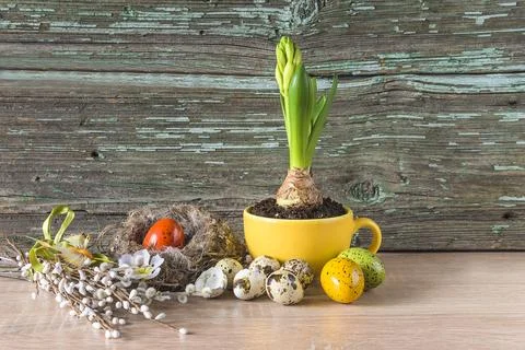 Happy easter holidays concept; Young hyacinth flower in yellow cup and quai.. Stock Photos
