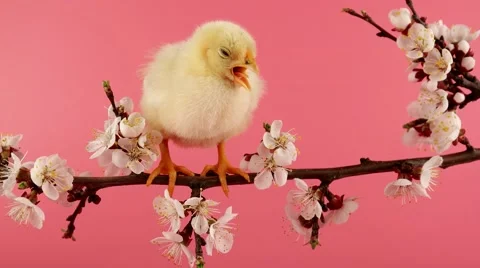 Happy Easter, little chicken sits on the blossom tree branch, pink background Stock Footage 63166579