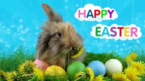 Happy Easter message, Brown rabbit with Easter eggs, funny eating a dandelion Stock Footage 73325646