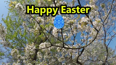 Happy Easter, message with cherry blossom Stock Footage 269113045