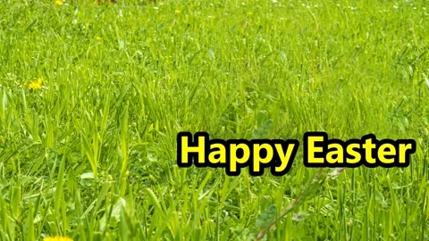 Happy Easter, message on a green meadow Stock Footage 269112302