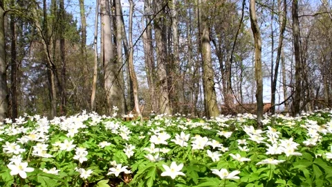 Happy easter, message with wood anemones and easter basket Stock Footage 268728288