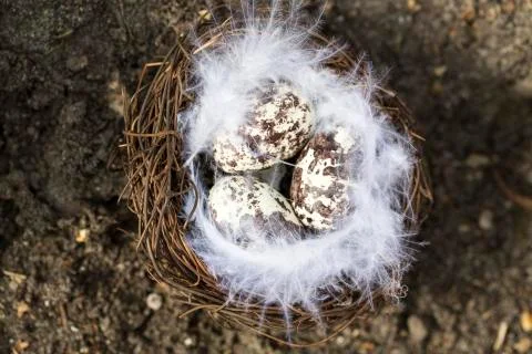 Happy Easter nest eggs Foto stock
