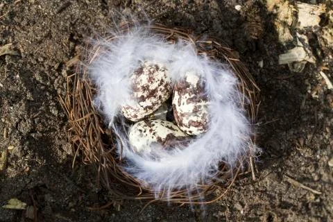 Happy Easter nest eggs Stock Photos