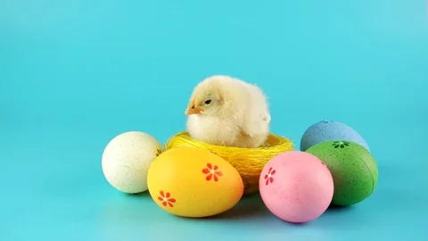 Happy Easter, newborn chicken in nest near Easter eggs Stock Footage 72729996