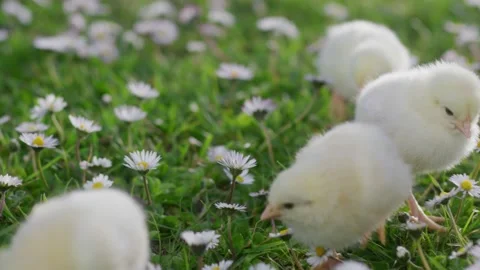 Happy Easter. Newborn chicks are walking on green grass among blooming daisies Stock Footage 179500142