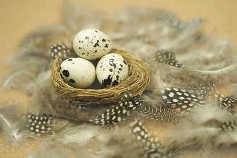 Happy Easter. Quail eggs in the nest against the background of fluffy feather Stock Photos
