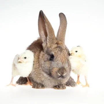 Happy Easter . Rabbit and chicks. 스톡 사진