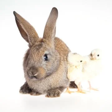 Happy Easter . Rabbit and chicks. Stock Photos