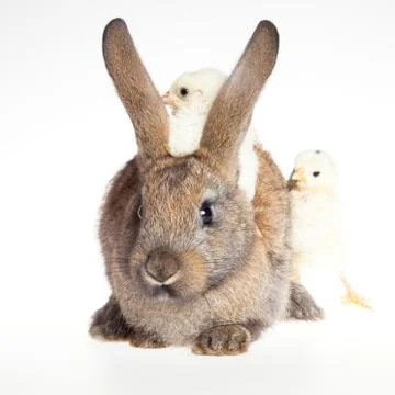Happy Easter . Rabbit and chicks. Stock Photos