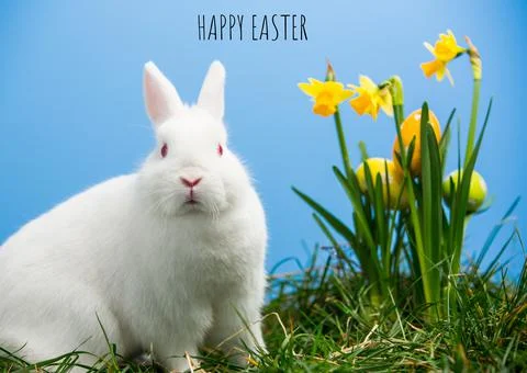 Happy easter text with daffodils and easter bunny on blue background Stockfoto's